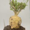 Fockea edulis
