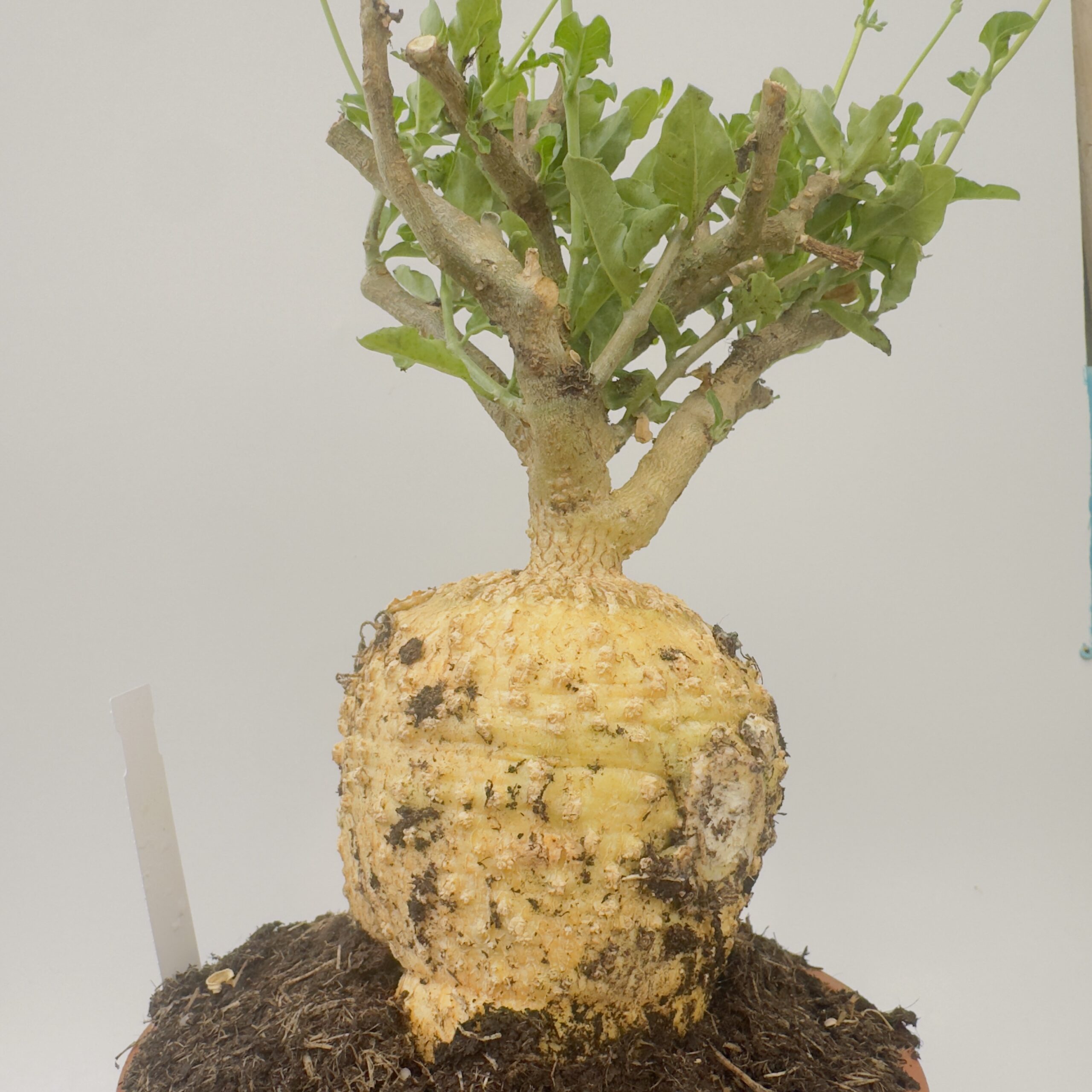 Fockea edulis
