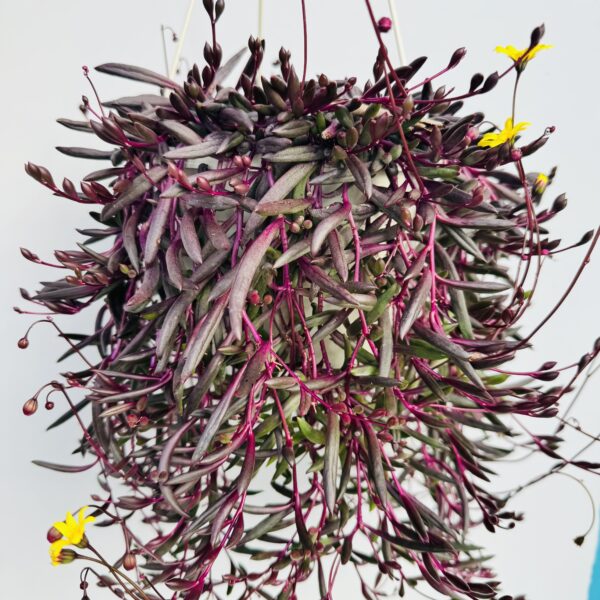 Othona capensis “Collar de rubíes”