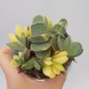 Gasteria maculata variegata