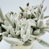 Kalanchoe eriophylla snow white panda plant