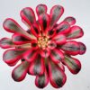 Aeonium pink witch