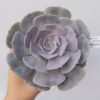 Echeveria pollux