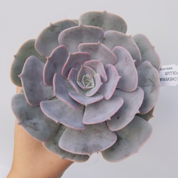 Echeveria pollux