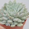 Echeveria setosa “terciopelo”