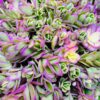 Portulaca “Hanna Misteria”
