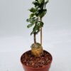 Fockea edulis