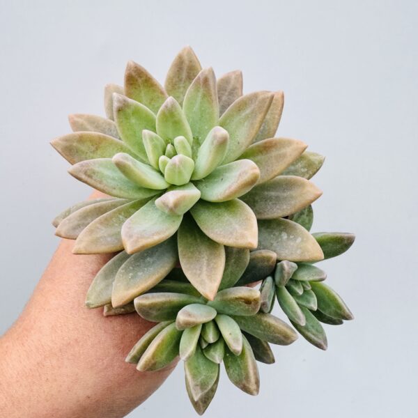 Graptosedum Francesco Baldi