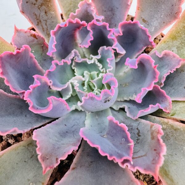 Echeveria neon breakers