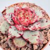 Echeveria nacre