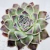 Echeveria hyalina