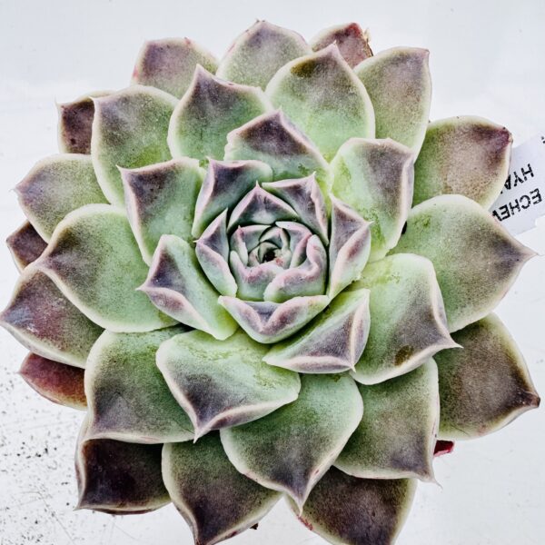 Echeveria hyalina