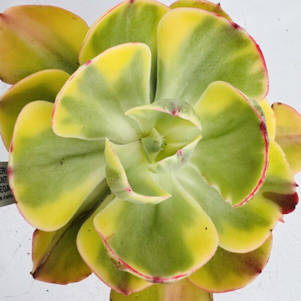 Echeveria enfant variegata