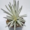 Senecio scaposus