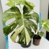 Monstera variegata thai constelacion