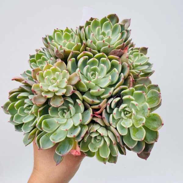 Echeveria sitifukumiana