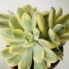 Echeveria minibelle variegata