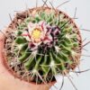 Echinofossulocactus multicostatus
