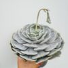 Echeveria pollux
