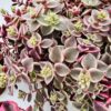 Crassula marginalis variegata