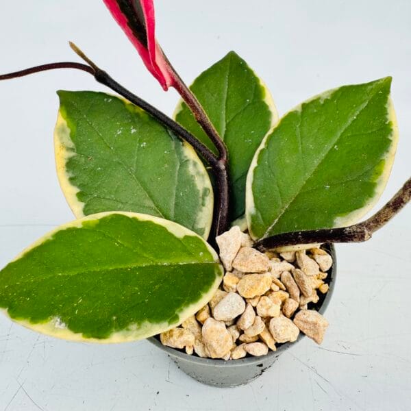 Hoya flamingo dream - Image 5