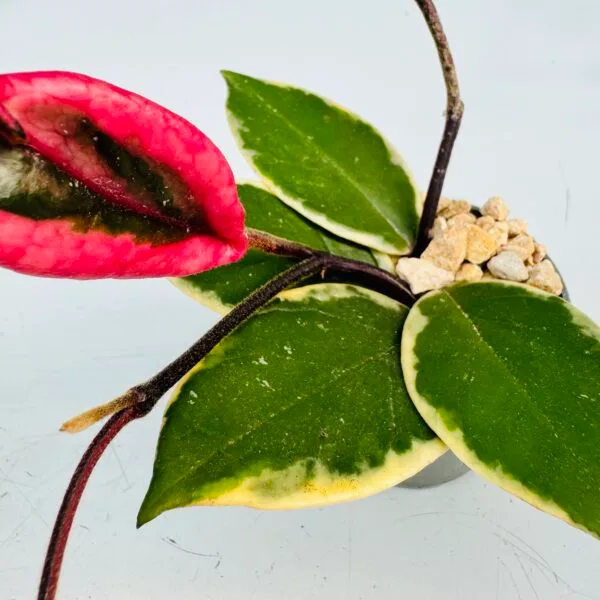 Hoya flamingo dream