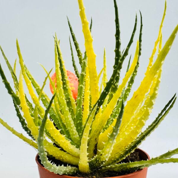 Aloe humilis variegata