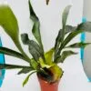 Platycerium bifurcatum “Cuerno de alce” - Imagen 2