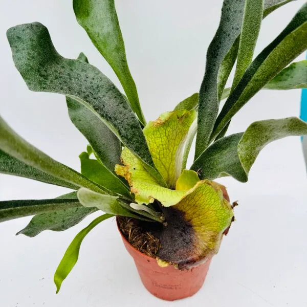Platycerium bifurcatum “Cuerno de alce” - Imagen 6