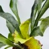 Platycerium bifurcatum “Cuerno de alce”