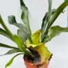 Platycerium bifurcatum “Cuerno de alce” - Imagen 5