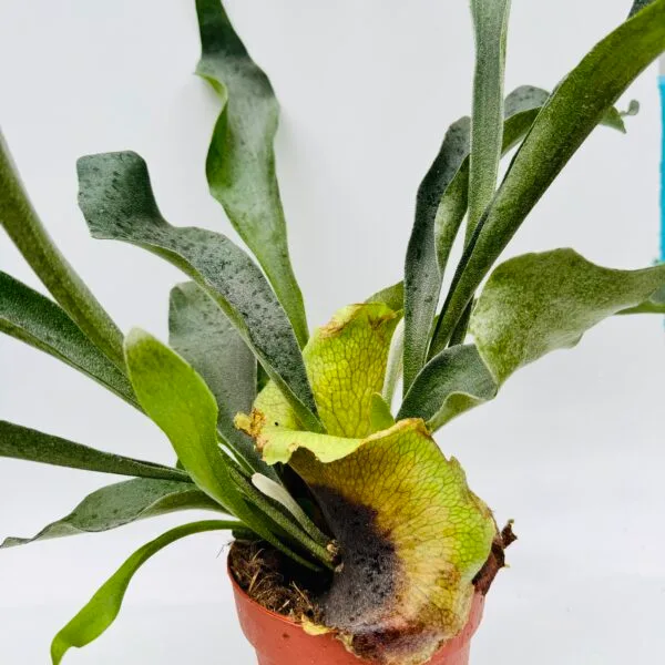 Platycerium bifurcatum “Cuerno de alce” - Imagen 5