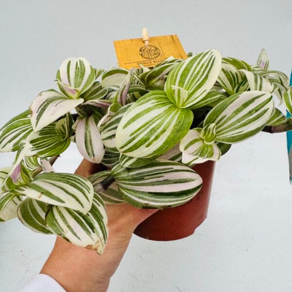 Tradescantia brightness - Image 4