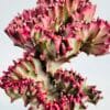 Euphorbia lactea cristata “coral”