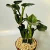 Cissus quadrangularis
