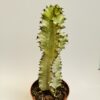 Euphorbia ingens marmorata