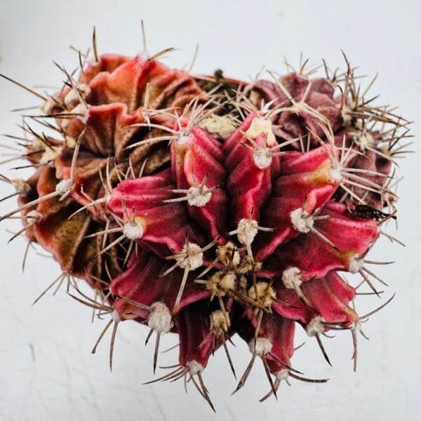 Gymnocalycium mihanovichii - Image 3