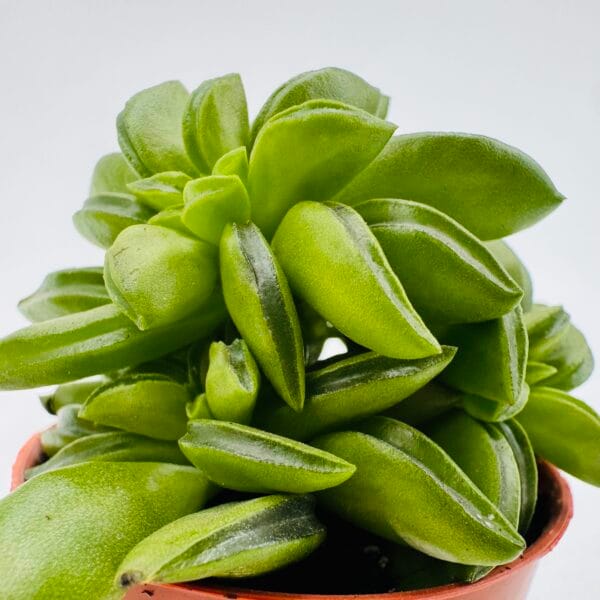 Peperomia axillaris - Image 3