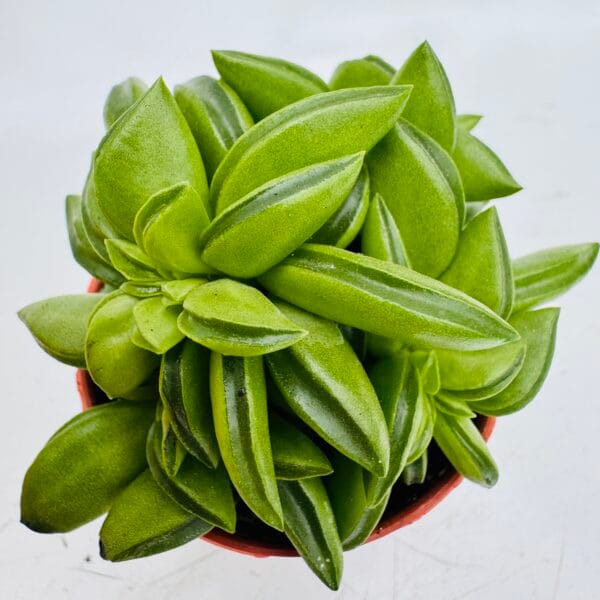 Peperomia axillaris - Image 4