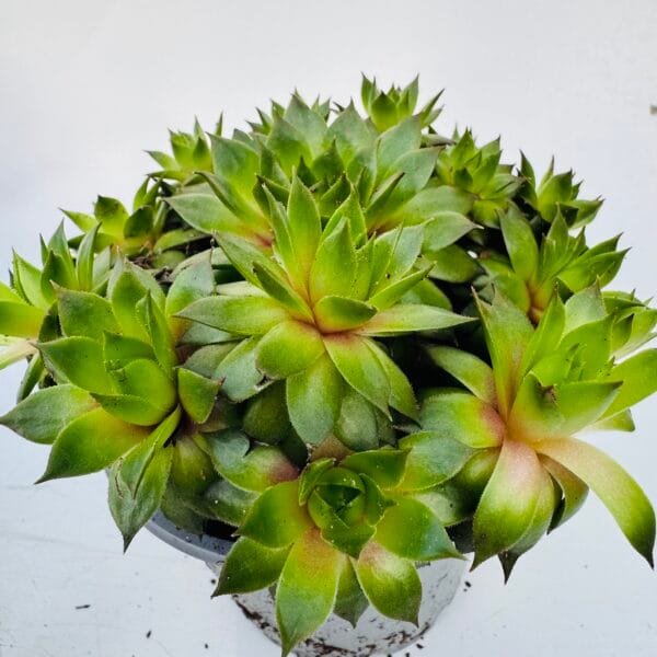 Sempervivum tectorum - Image 3