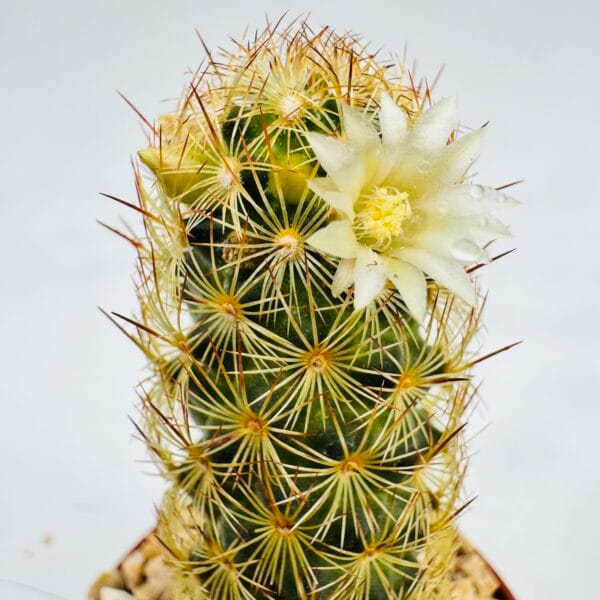 Mammillaria elongata