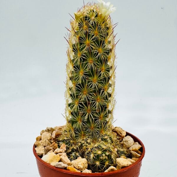 Mammillaria elongata - Image 3