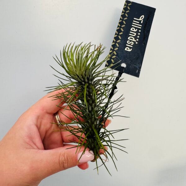 Tillandsia funckiana straight - Imagen 3