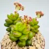 Sedum lucidum obesum - Imagen 2