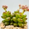 Sedum lucidum obesum - Imagen 5