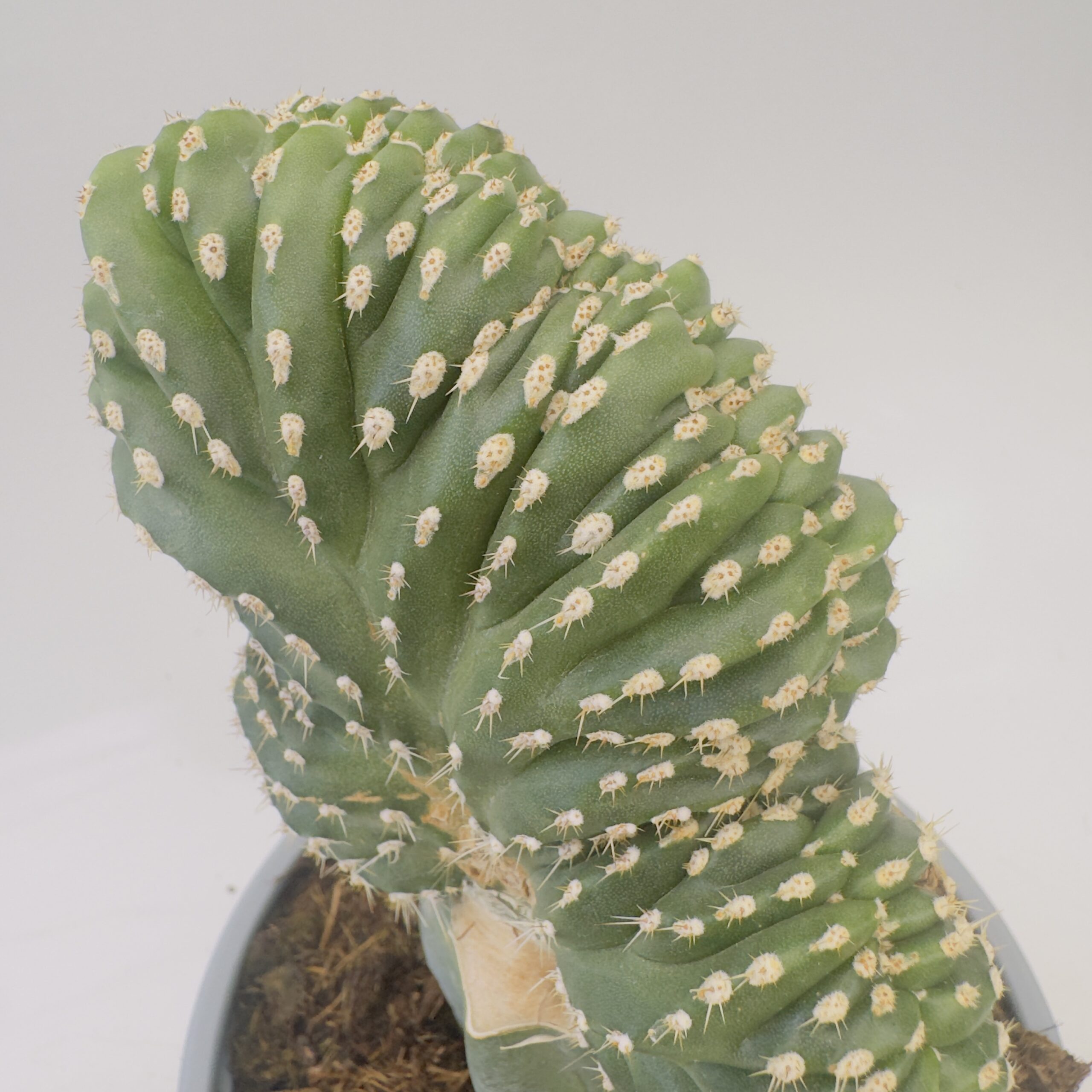 Marginatocereus marginatus cristata
