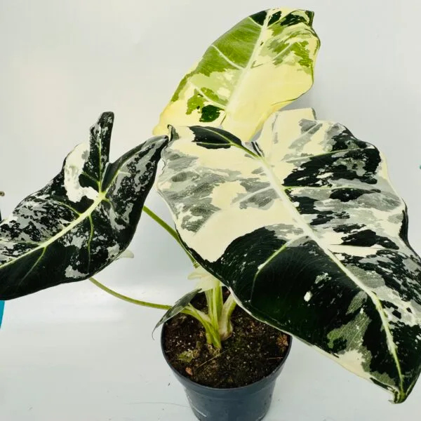 Alocasia frydek variegata