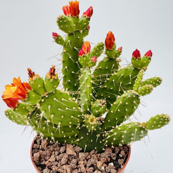 Opuntia quitensis