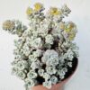 Sedum spathulifolium cape blanco