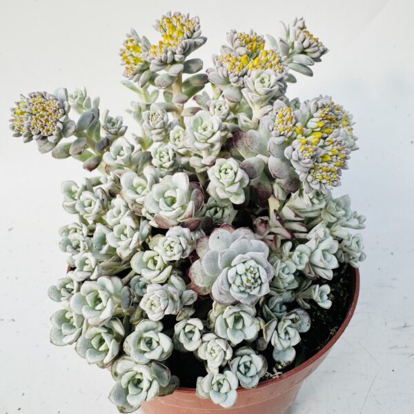 Sedum spathulifolium cape blanco